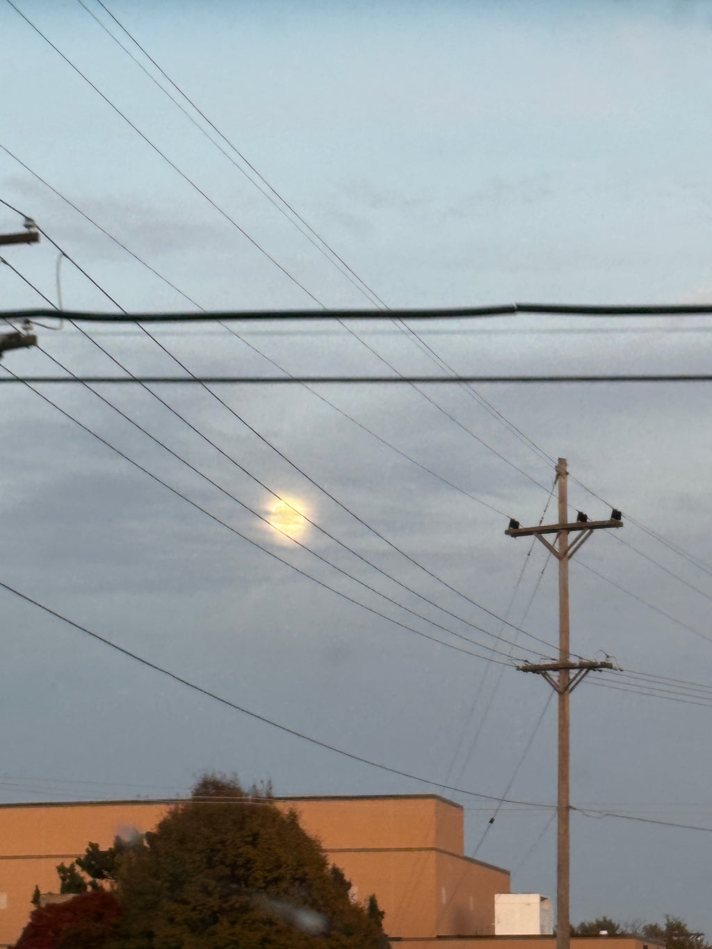 Mushroom lip balm holders